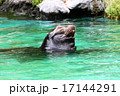 アシカ 17144291
