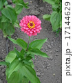 ジニア、百日草 17144629