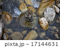 野猿 17144631