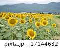 ヒマワリ畑 17144632