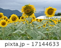 ヒマワリ畑の顔つきヒマワリ 17144633