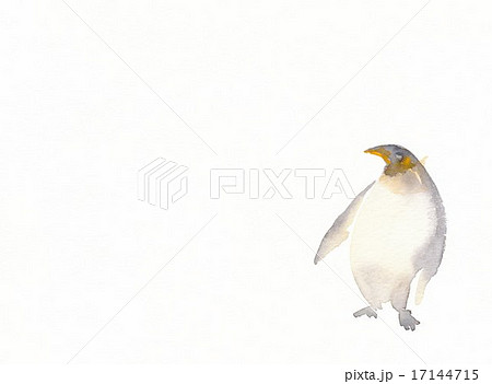 ペンギン 17144715