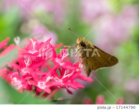 ペンタスとイチモンジセセリ 17144790