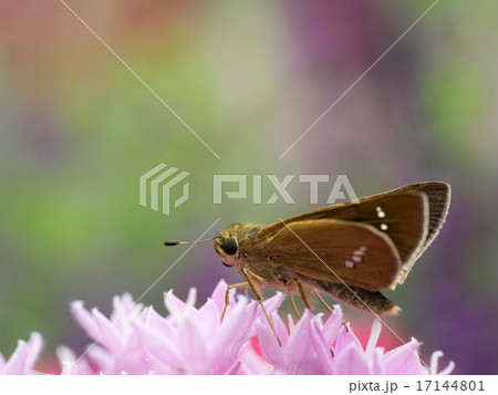 ペンタスとイチモンジセセリ ペンタスとイチモンジセセリ 17144801