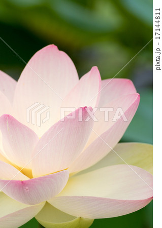 蓮 品種(瑞光蓮) 17144811