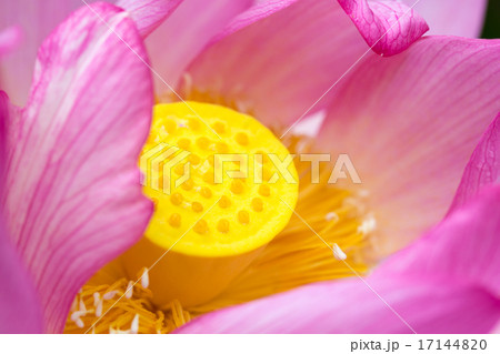 蓮 品種(明光蓮) 17144820