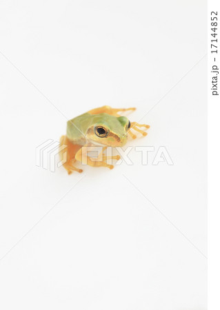 アマガエル 17144852