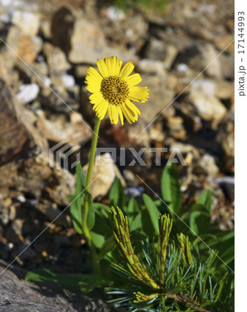 ウサギギク 17144993