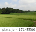田園風景 17145500