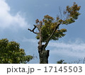 老木モミジ 17145503
