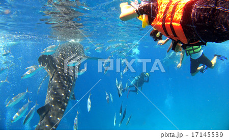 フィリピン　ジンベイザメと女性 17145539