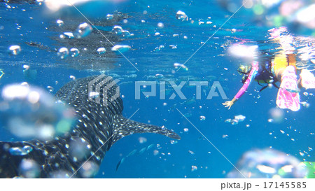 フィリピン　ジンベイザメと子供 17145585