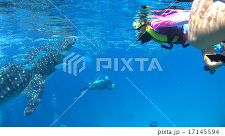 フィリピン　ジンベイザメと子供 17145594