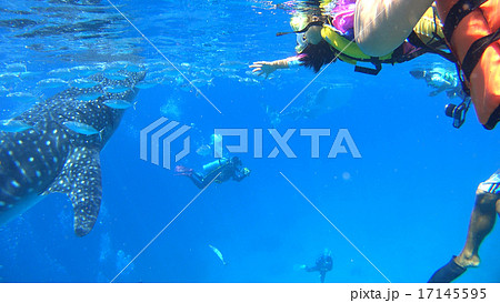 フィリピン ジンベイザメと子供 フィリピン ジンベイザメと子供 17145595