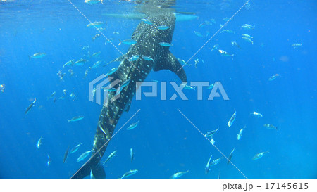 ジンベイザメ 海 自然 野生 水中写真 ジンベイザメ 海 自然 野生 水中写真 17145615