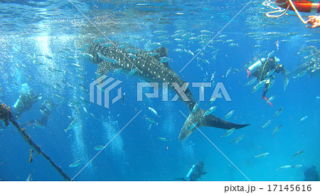 ジンベイザメ 海 自然 野生 水中写真 ジンベイザメ 海 自然 野生 水中写真 17145616