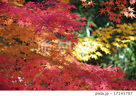 京都 紅葉 光明寺 京都 紅葉 光明寺 17145797