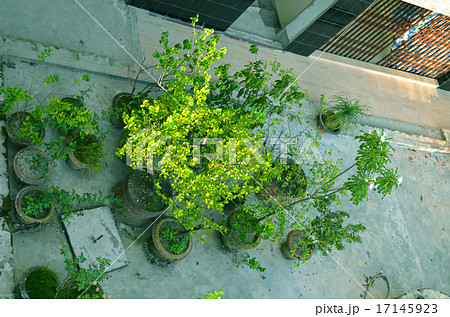 Close-Up Of Garden in house Close-Up Of Garden in house 17145923