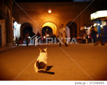 ハート模様の猫 17146005