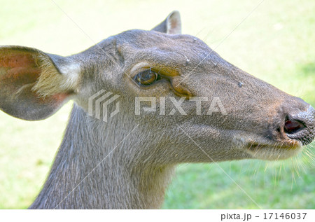 Close up of several tame deer looking to be fed. Close up of several tame deer looking to be fed. 17146037