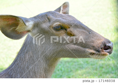 Close up of several tame deer looking to be fed. 17146038