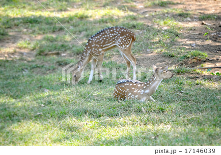 Whitetail deer doe in the field Whitetail deer doe in the field 17146039