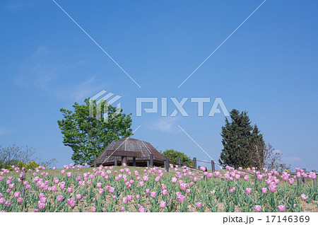花博記念公園鶴見緑地のチューリップ畑 花博記念公園鶴見緑地のチューリップ畑 17146369