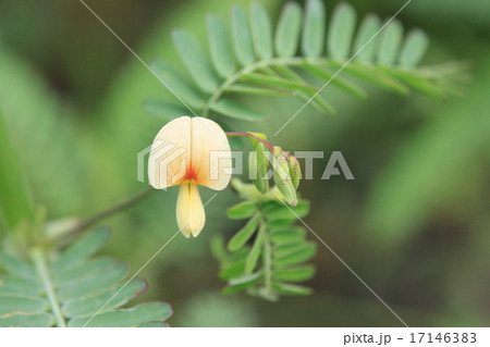 クサネムの花 17146383