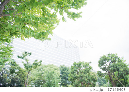 緑と高層ビル 17146403