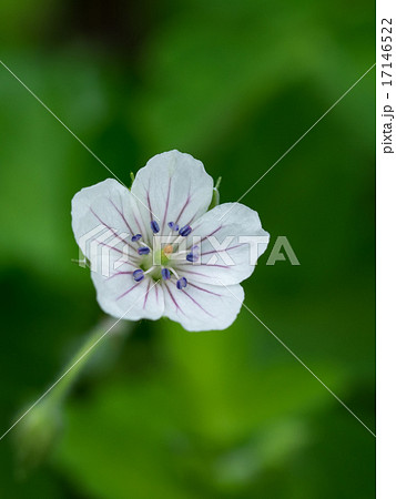 ゲンノショウコの花 17146522
