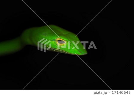 Oriental whip snake, green viper from Borneo Oriental whip snake, green viper from Borneo 17146645