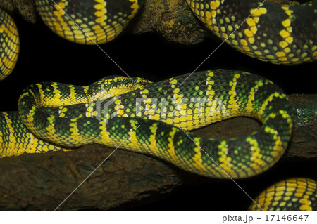 Oriental whip snake, green viper from Borneo Oriental whip snake, green viper from Borneo 17146647