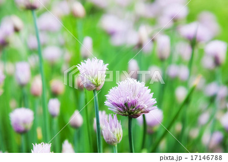 Allium schoenoprasum Allium schoenoprasum 17146788