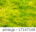 ヤマトフデゴケ 17147148