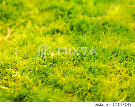 ヤマトフデゴケ 17147148