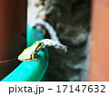 アマガエル 17147632