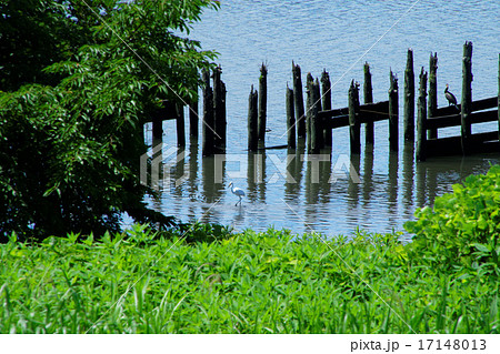 荒川の川原の緑と新緑と水鳥 17148013