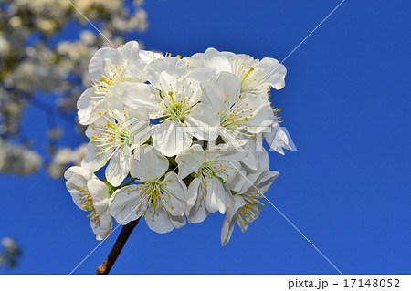Cherry blossoms, springtime! Cherry blossoms, springtime! 17148052