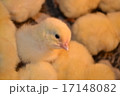 broiler chicken - very young have not feathered, w 17148082