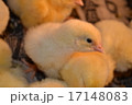 broiler chicken - very young have not feathered, w 17148083