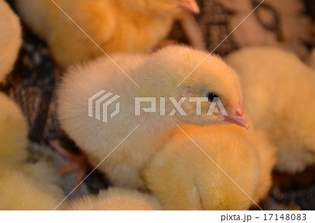 broiler chicken - very young have not feathered, w broiler chicken - very young have not feathered, w 17148083