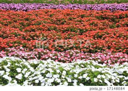 インパチェンスの花壇 インパチェンスの花壇 17148084