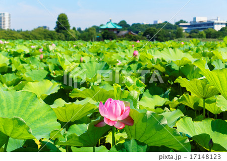 上野のハス池の咲き始めのハスの花と弁財天 17148123