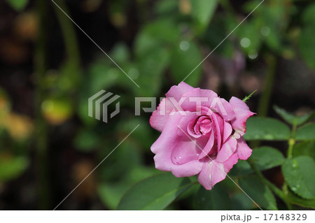 シャルルドゴール バラの花と雨雫の写真素材