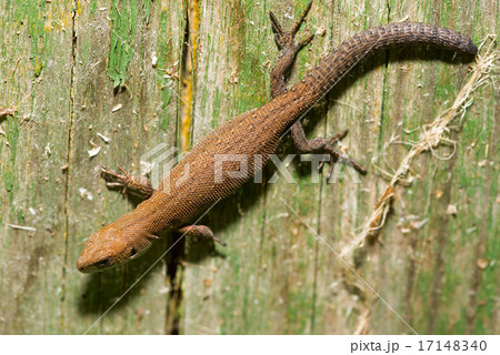 small lizard basking in the sun small lizard basking in the sun 17148340