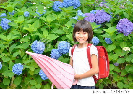 アジサイと小学生の女の子(梅雨) アジサイと小学生の女の子(梅雨) 17148458