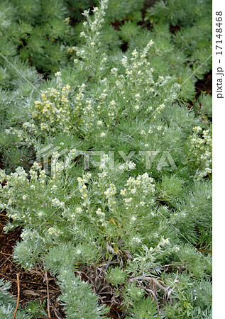 植物:アサギリソウ キク科 植物:アサギリソウ キク科 17148468