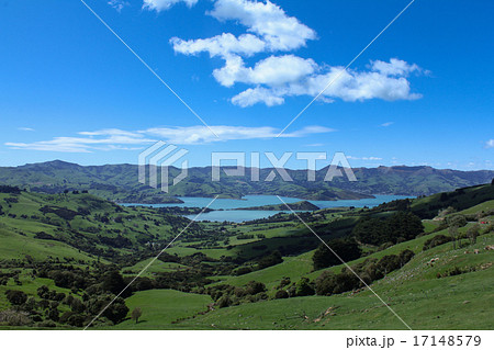 ニュージーランド アカロア ニュージーランド アカロア 17148579