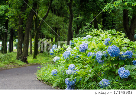 府中市 郷土の森公園のアジサイ 府中市 郷土の森公園のアジサイ 17148903