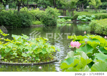 郷土の森公園　修景池の花蓮 17148904
